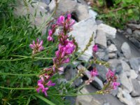 Fleurs au dessus du col des Aravis